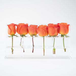 6 Roses Single