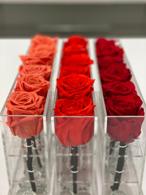 6 Roses Single Preserved